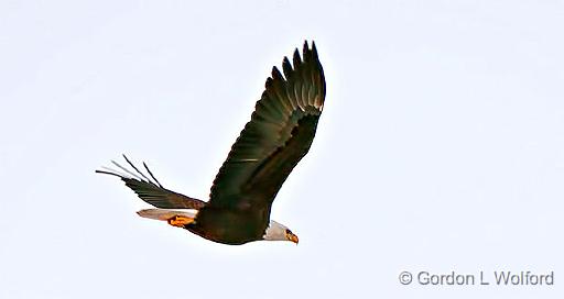 Bald Eagle In Flight_P1020899.jpg - Bald Eagle (Haliaeetus leucocephalus) photographed along the Rideau Canal Waterway at Smiths Falls, Ontario, Canada.